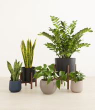 Load image into Gallery viewer, Charcoal stand:two_stands
