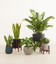 Load image into Gallery viewer, Charcoal stand:three_stands
