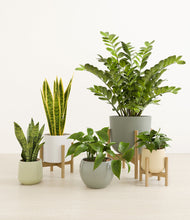 Load image into Gallery viewer, Earthy stand:three_stands
