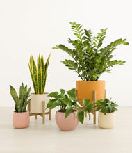 Load image into Gallery viewer, Evening Sky stand:two_stands
