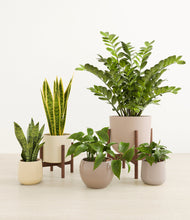 Load image into Gallery viewer, Enlightened Oasis
