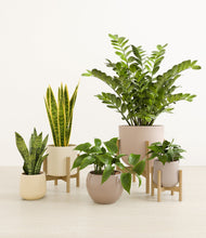 Load image into Gallery viewer, Sandy stand:three_stands
