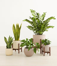 Load image into Gallery viewer, Enlightened Oasis
