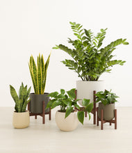 Load image into Gallery viewer, Woodland stand:three_stands
