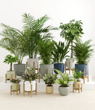 Load image into Gallery viewer, Earthy stand:eight_stands
