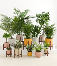 Load image into Gallery viewer, Evening Sky stand:eight_stands
