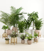 Load image into Gallery viewer, Sandy stand:five_stands
