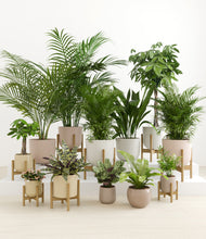 Load image into Gallery viewer, Sandy stand:eight_stands
