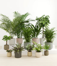 Load image into Gallery viewer, Woodland*****Profile
