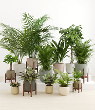 Load image into Gallery viewer, Woodland stand:five_stands
