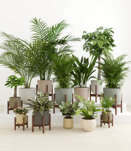 Load image into Gallery viewer, Woodland stand:eight_stands
