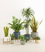 Load image into Gallery viewer, Earthy stand:three_stands
