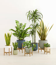 Load image into Gallery viewer, Earthy stand:five_stands
