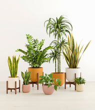 Load image into Gallery viewer, Evening Sky stand:three_stands
