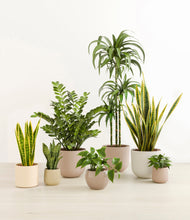 Load image into Gallery viewer, Sandy
