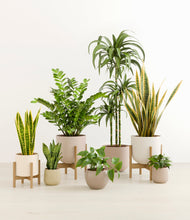 Load image into Gallery viewer, Sandy stand:three_stands
