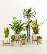 Load image into Gallery viewer, Sandy stand:five_stands
