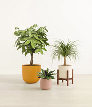 Load image into Gallery viewer, Evening Sky stand:one_stand
