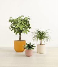 Load image into Gallery viewer, Evening Sky*****Profile
