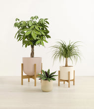 Load image into Gallery viewer, Sandy stand:two_stands
