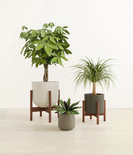 Load image into Gallery viewer, Woodland stand:two_stands
