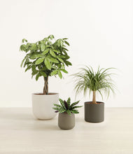 Load image into Gallery viewer, Woodland*****Profile
