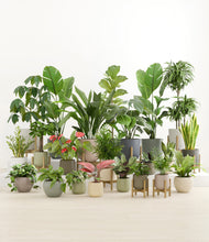 Load image into Gallery viewer, Countryside stand:nine_stands
