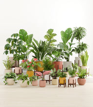 Load image into Gallery viewer, Evening Sky stand:nine_stands
