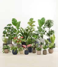 Load image into Gallery viewer, Winding River*****Profile
