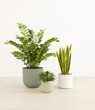 Load image into Gallery viewer, Earthy
