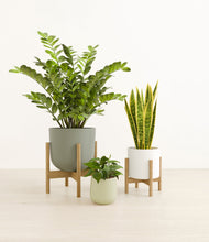 Load image into Gallery viewer, Earthy stand:two_stands
