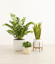 Load image into Gallery viewer, Misty Morning stand:one_stand
