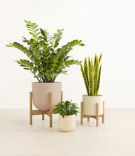 Load image into Gallery viewer, Sandy stand:two_stands
