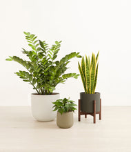 Load image into Gallery viewer, Woodland stand:one_stand
