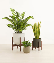 Load image into Gallery viewer, Woodland stand:two_stands
