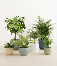 Load image into Gallery viewer, Earthy*****Profile
