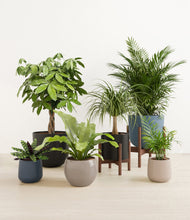 Load image into Gallery viewer, Charcoal stand:two_stands
