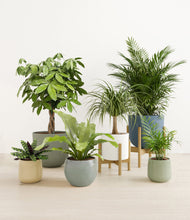 Load image into Gallery viewer, Earthy stand:two_stands
