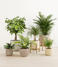 Load image into Gallery viewer, Sandy stand:two_stands
