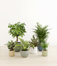 Load image into Gallery viewer, Earthy*****Profile
