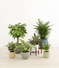 Load image into Gallery viewer, Earthy stand:two_stands
