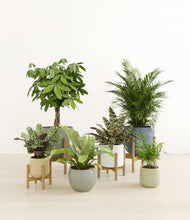 Load image into Gallery viewer, Earthy stand:four_stands
