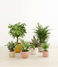 Load image into Gallery viewer, Evening Sky*****Profile
