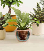 Load image into Gallery viewer, Evening Sky stand:all
