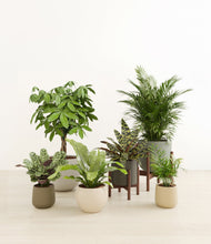 Load image into Gallery viewer, Woodland stand:two_stands
