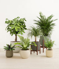 Load image into Gallery viewer, Woodland stand:two_stands
