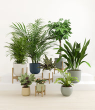 Load image into Gallery viewer, Earthy stand:four_stands
