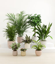 Load image into Gallery viewer, Sandy*****Profile
