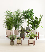 Load image into Gallery viewer, Woodland stand:six_stands
