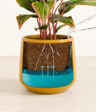 Load image into Gallery viewer, Mustard
